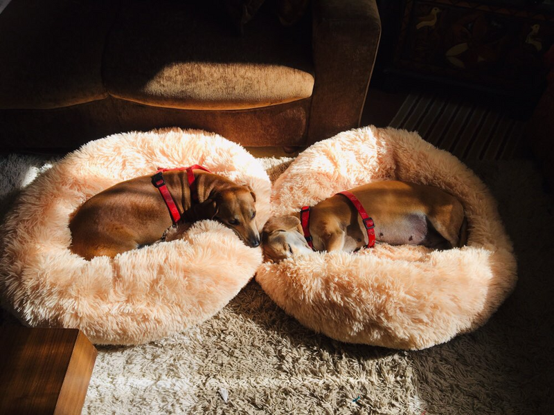 ConfortLux® - Cama Nuvem Aconchegante de Veludo Ortopédica, Antiestresse para Pet - PetFeliz