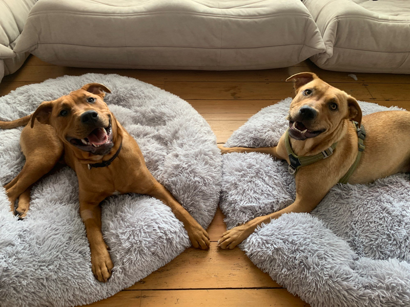 ConfortLux® - Cama Nuvem Aconchegante de Veludo Ortopédica, Antiestresse para Pet - PetFeliz